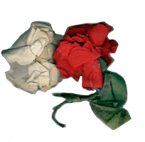 red-&-white-roses